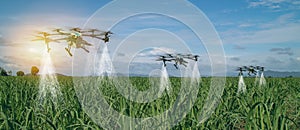 Iot smart agriculture industry 4.0 concept, drone in precision farm use for spray a water, fertilizer or chemical to the field,