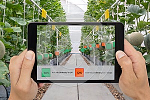 Iot smart farming, agriculture industry 4.0 technology concept, farmer hold the tablet to use augmented mixed virtual reality soft