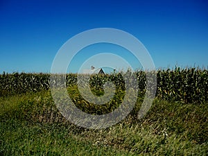 Iowa Corn Fields