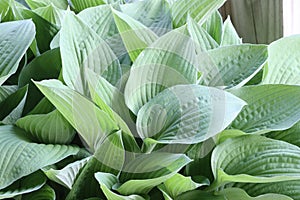 Iowa Hosta