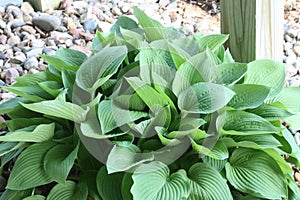 Iowa Hosta