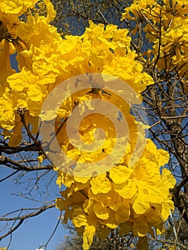 IpÃª amarelo flower tree