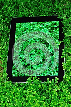 Ipad on green selaginella uncinata photo