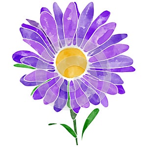 Ipad pro Procreate drawing Purple daisy flower vector illustration with watercolor texture