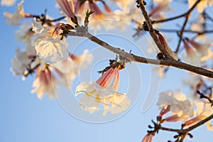 Ipe branches with white flowers.