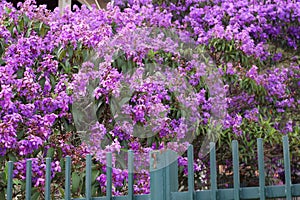 Ipe Roxo, a tree native to Brazil, a species found in the Atlantic forest