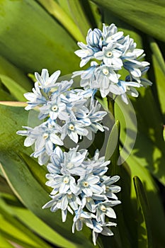 Ipheion `Jessie` photo