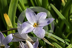 Ipheion uniflorum \'Charlotte Bishop