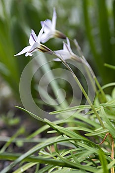 Ipheion uniflorum spring bulbous flower in bloom