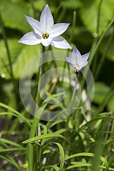 Ipheion uniflorum spring bulbous flowers in bloom