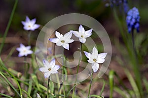 Ipheion uniflorum spring bulbous flowers in bloom