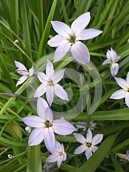 Ipheion uniflorum Spring Starflower