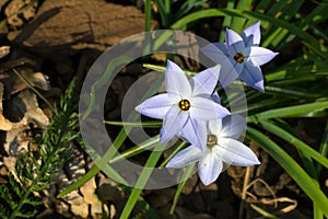 Ipheion uniflorum or spring starflower photo