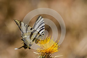 Iphiclides feisthamelii or the milksucker, is a species of Lepidoptera ditrisio of the family Papilionidae photo