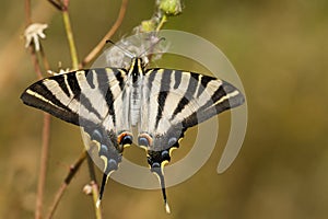Iphiclides feisthamelii or the milksucker, is a species of Lepidoptera ditrisio of the family Papilionidae photo