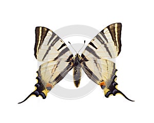 Iphiclides podalirius