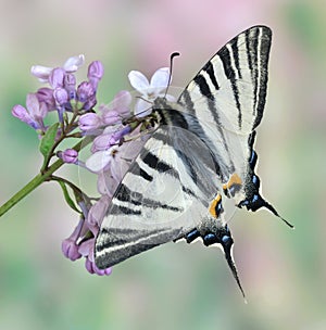 Iphiclides podalirius