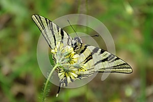 Iphiclides podalirius,beautiful european butterfly