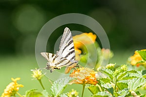 Iphiclides podalirius butterfly on a marigold plant. photo