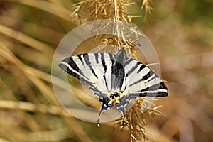 Iphiclides podalirius , the scarce swallowtail butterfly , butterflies of Iran photo