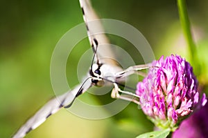 Iphiclides podalirius butterfy