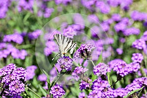 Iphiclides Podalirius butterfy on Verbena Venosa gillies & hook flower photo