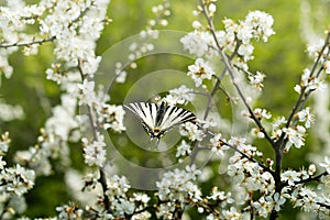 Iphiclides podalirius