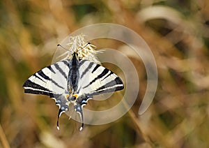 Iphiclides podalirius , the scarce swallowtail butterfly