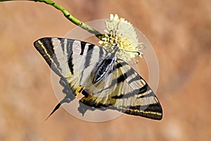 Iphiclides podalirius , the scarce swallowtail butterfly