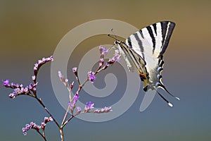 Iphiclides podalirius Scarce swallowtail butterfly
