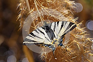 Iphiclides podalirius , the scarce swallowtail butterfly , butterflies of Iran