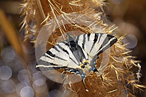 Iphiclides podalirius , the scarce swallowtail butterfly , butterflies of Iran