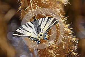 Iphiclides podalirius , the scarce swallowtail butterfly , butterflies of Iran