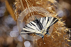 Iphiclides podalirius , the scarce swallowtail butterfly , butterflies of Iran
