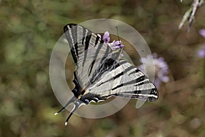 Iphiclides podalirius, Scarce swallowtail, Sail swallowtail, Pear-tree swallowtail