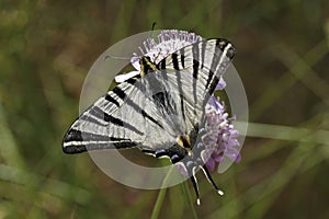 Iphiclides podalirius, Scarce swallowtail, Sail swallowtail, Pear-tree swallowtail