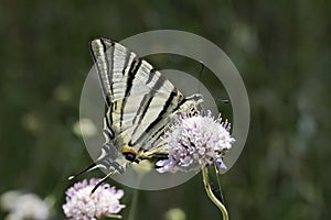 Iphiclides podalirius, Scarce swallowtail, Sail swallowtail, Pear-tree swallowtail