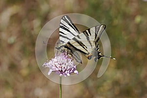 Iphiclides podalirius, Scarce swallowtail, Sail swallowtail, Pear-tree swallowtail from France