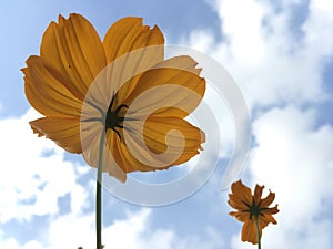 Orange Cosmos flower