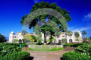 The Ipoh Tree