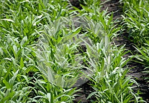 Ipomcea aquatica plants in nature garden