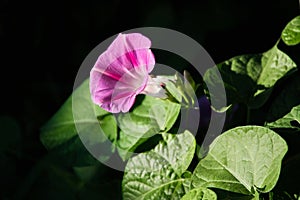 Ipomea - beautiful climbing plant