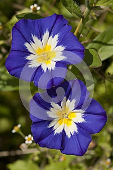 Ipomea Flowers