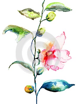 Ipomea flowers illustration
