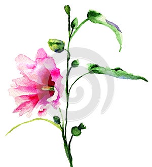 Ipomea flowers illustration