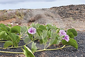 Ipomea pes-caprae plant by the sea