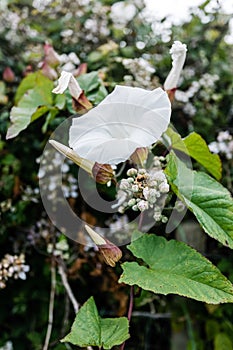 Ipomoea alba, aka the tropical white morning-glory, moonflower or moon vine, growing wild in County Durham UK