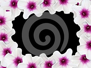 Ipomoea aquatica flower frame on black background
