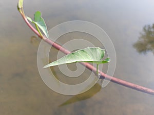 Ipomoea aquatica plant on water.