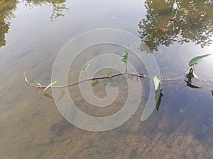 Ipomoea aquatica plant on water.